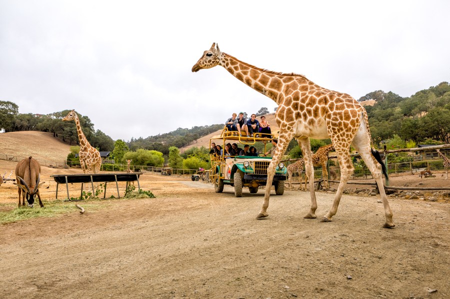SafariWestTour w Giraffe RayMabry
