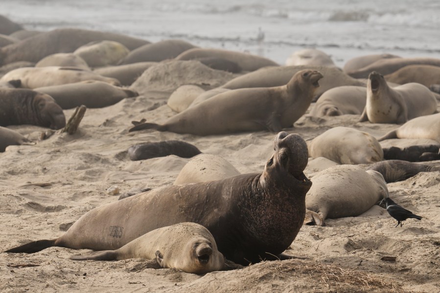 27 elephant seals test positive for bird flu in Bay Area outbreak 1 AP26017055553427 2RCfm6