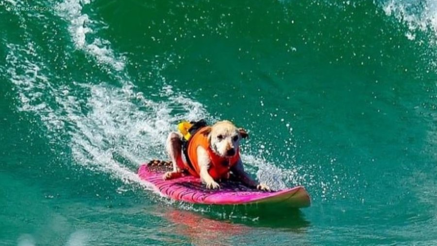 Beloved dog surfing champion dies after cancer battle 1 Sugar the surfing dog gofundme 1 PI0oPv