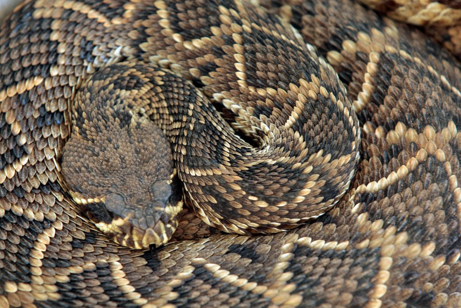 rattlesnake JiCPMO