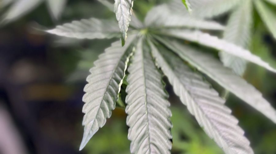 AP24220788102913 e1776949276986