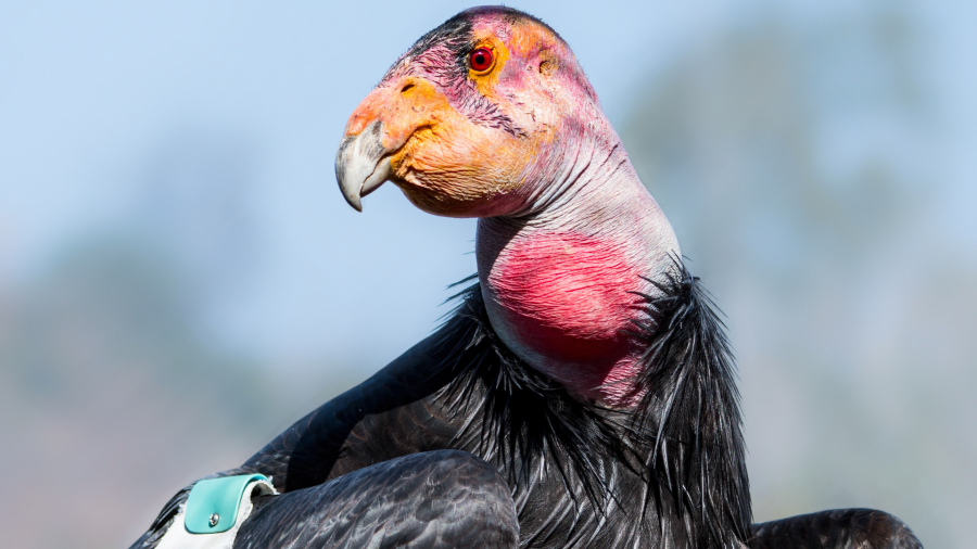 Copy of mug or photo crop 26 EuCCEa