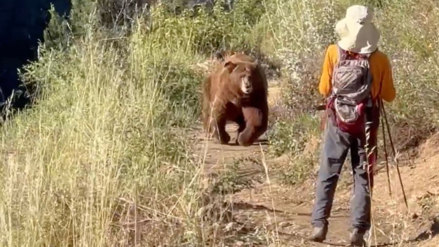 Mt Whitney bear chase 1 F01ZvA