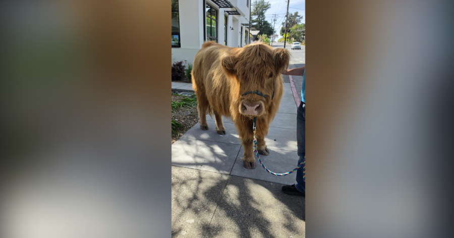 My project 19 pJSzwL