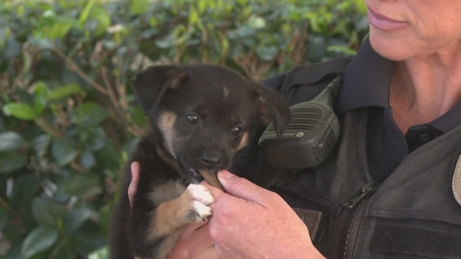 Puppy abandoned in SoCal 'coyote country' may soon be looking for forever home 1 abandoned puppy magnolia 844Ids