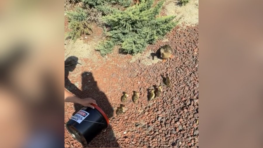 duckling rescue Riverside County sffiwg