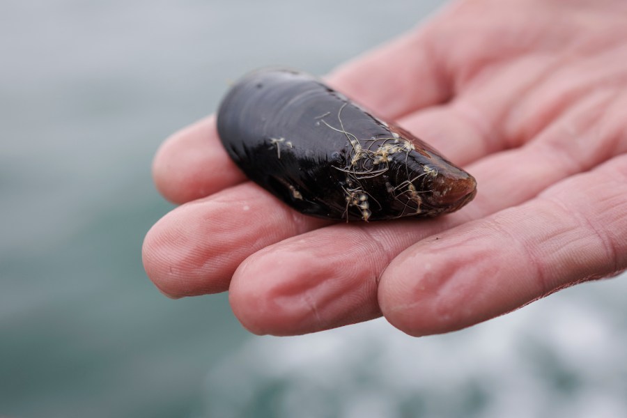 getty mussel uUAWiN