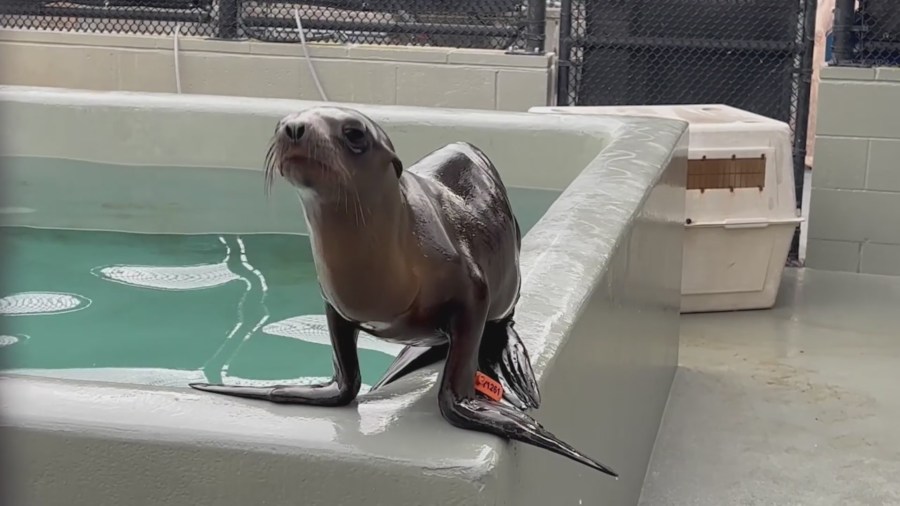 irving sea lion pup kE57F0