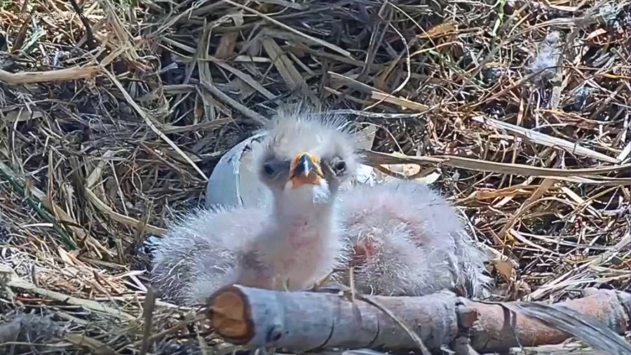 jackie and shadow eaglets naming 2026 VpnvbS