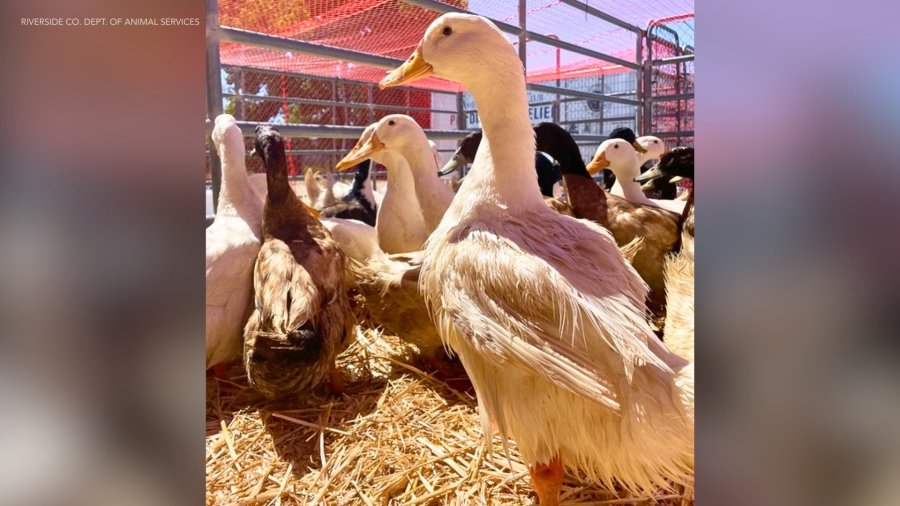 riverside county duck rescue adoptions glftb7