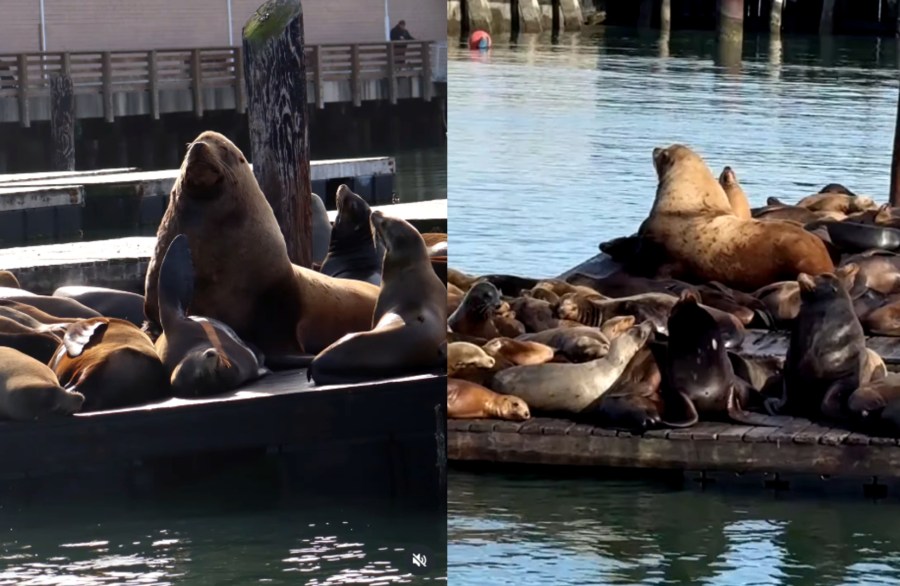 sea lion7 o6an5s