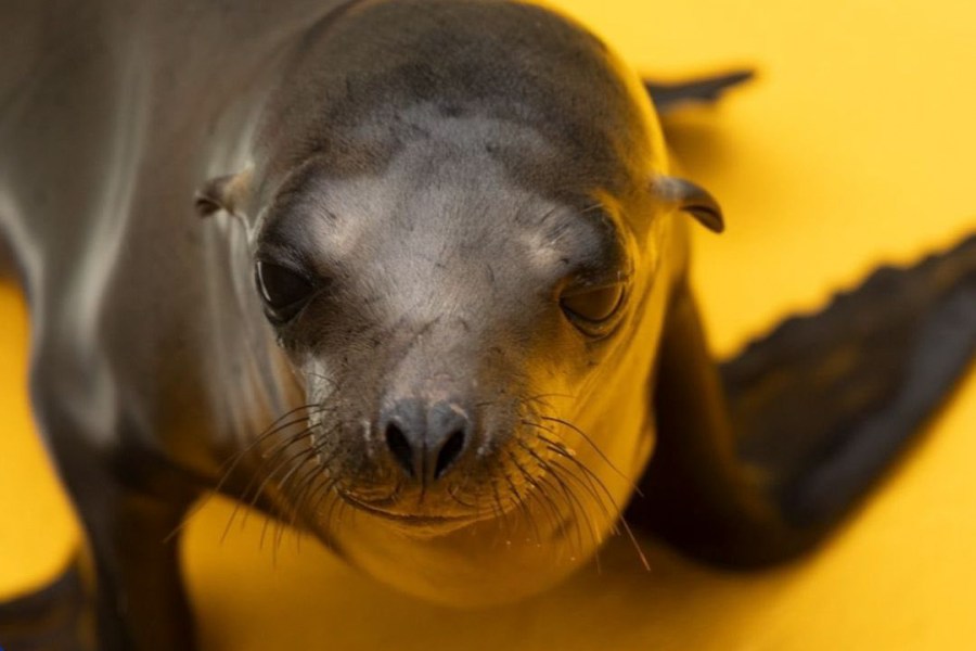 sunnyvale dps bordeaux california sea lion pup rescue RUN1Fo