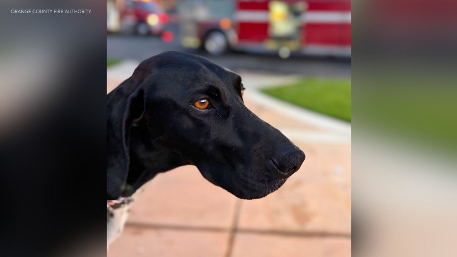 tustin hero dog 2 WoU7EE