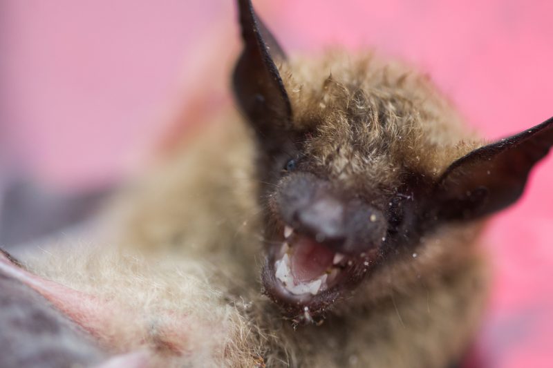 BatGettyImages 1214600684 e1733238123934 sQkmOL