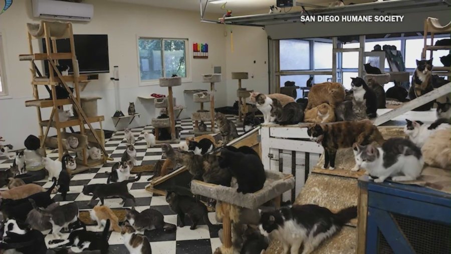 cats rescued san diego humane society YL2gLV