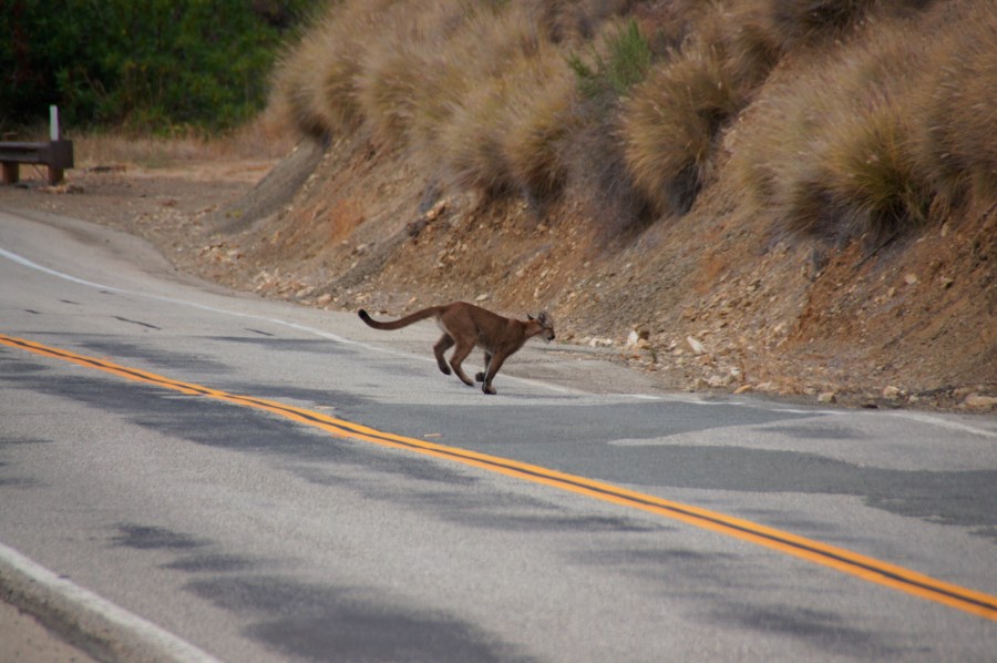 cougar crosses road A0W3HR
