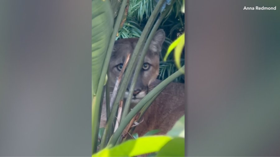 mountain lion yard santa monica F97Xq8