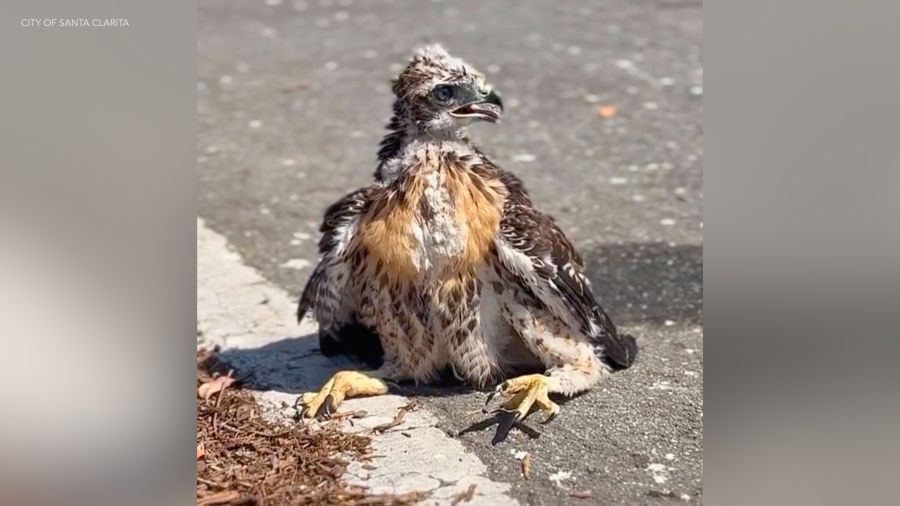 rescued hawks 2 Pu8ILM