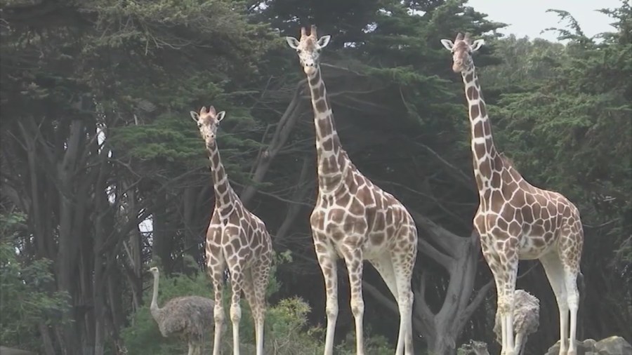 Audit says San Francisco Zoo spent $12M without required approval 1 snapshot 72ccb5 UduBam