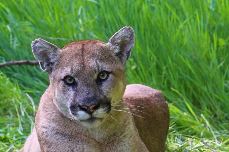 Young mountain lion tranquilized in Redwood City 1 800 1 WiNoOk