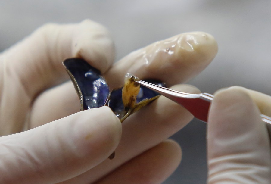 Boat inspections take effect in South Bay to prevent spread of invasive golden mussel 1 AP547973798013 wFNyqY