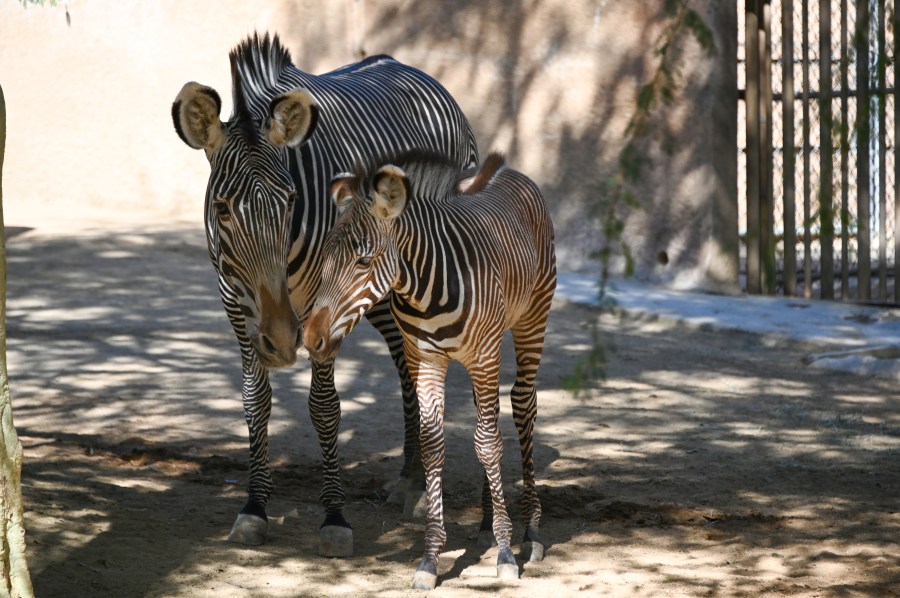 Rare endangered zebra foal born at L.A. Zoo 1 Female Grevys zebra with her male foal photo by Carl Myers photo courtesy of L.A. Zoo KTZLLk