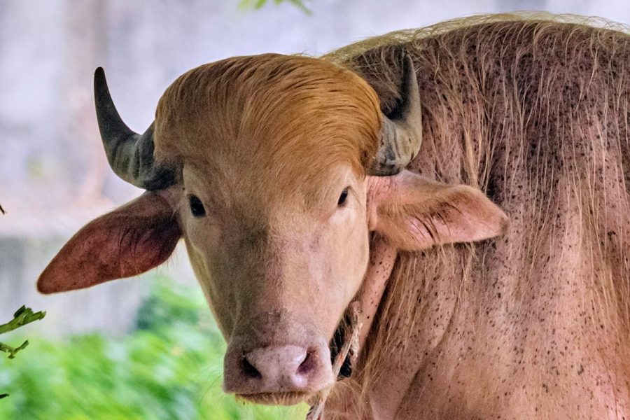Trump buffalo 1 2 e1780573973866 lcYhuJ